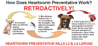 Many times, heartworm disease will produce no clinical signs, which is why prevention and regular screening is crucial. Heartworm Porter Pet Hospital