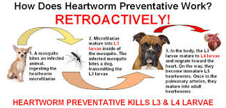The added bonus to many. Heartworm Porter Pet Hospital