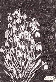 Cornish Snowdrops Photography Prints Art Green Witchcraft Drawings