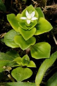 Image result for Crassula alsinoides