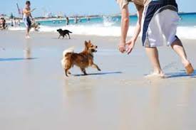 Maybe you would like to learn more about one of these? Perth Dog Friendly Parks And Beaches Vetwest Animal Hospitals