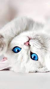 Lovey White Kitten Hd Wallpaper Download Hd In Link Cute Baby Cats Beautiful Cats Cute Cats And Kittens