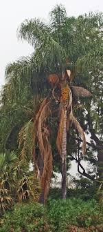 We did not find results for: Syagrus Romanzoffiana Identifying Commonly Cultivated Palms