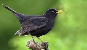 Die amsel gilt in australien vielerorts als schädling, weil sie in obstplantagen, gärten oder weinbergen schaden anrichtet, …teilweise wird sie von plantagenbesitzern abgeschossen.wikimatrix wikimatrix. Amsel Im Garten Lebensraum Nistverhalten Und Bevorzugte Nahrung