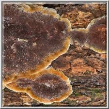 Image result for Phellinus gilvus