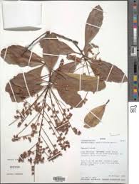 Image result for Ixonanthaceae