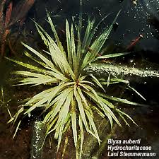 Image result for Hydrocharitaceae