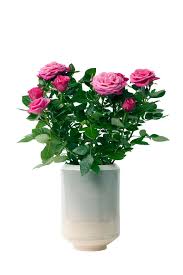 Mais attention, il ne faut pas d'excès et taille : Rosier D Interieur Tout Savoir Sur Le Rosier En Pot