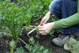 Unkraut Bekampfen 10 Tipps Mein Schoner Garten