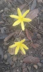 Image result for Curculigo pilosa