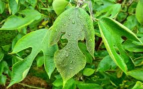 Image result for Broussonetia