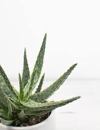 Image result for Aloe zebrina