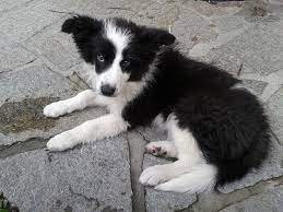 I Adopted A Border Collie Now What Part 2 Dog Proofing Your Home Border Collie Collie Puppies