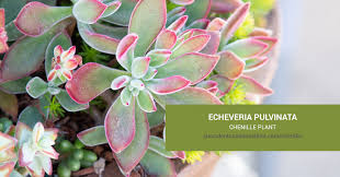 We did not find results for: Echeveria Pulvinata Chenille Plant Succulents And Sunshine