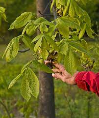 Check out this 202o intern project to increase the tree canopy in shade demonstration garden at bon air park 850 n. Native Trees Of Va Inaturalist