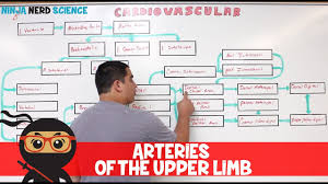 Subclavian artery the subclavian artery is the large vessel that begins the blood supply to the upper extremity. Circulatory System Arteries Of The Upper Limb Flow Chart Youtube
