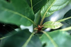 Image result for Terminalia superba