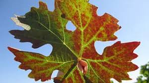 Image result for Grapevine leafroll virus