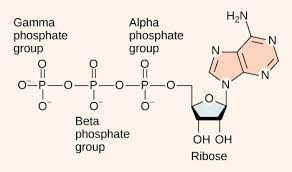 Atp In Living Systems Biology For Non Majors I