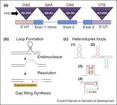 Features Of Expansion And Its Threshold A Generic Representation Of Download Scientific Diagram