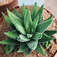 Fasciata stripes and speckles in shades of reds, browns, and greens adorn large leaves that store water on haworthia zebra cactus, making watering needs. How To Grow Zebra Haworthia Zebra Cactus Dengarden