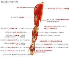 Musculos Delos Brazos Buscar Con Google Musculos Del Cuerpo Humano Musculos Del Cuerpo Cuerpo Humano Anatomia