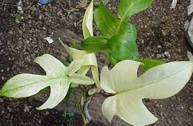 Philodendron Florida Beauty Alba Plants Philodendron Philodendron Plant