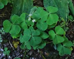 Image result for Oxalis oligotricha