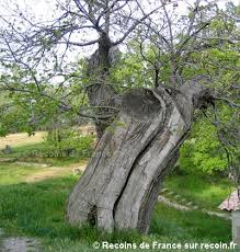 Epingle Sur Flore De Recoin De France
