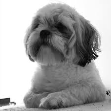 Sol Profilden Cek Boyle Daha Yakisikli Cikiyorum Shoot From Left Side So I Seem More Handsome In 2020 Shih Tzus Dogs Animals