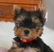Find the perfect puppy for sale in tennessee at next day pets. Shorkies For Sale In Tennessee Shorkies For Sale In Nashville Nashville Shorkies For Sale Teacup Yorkie Puppy Yorkie Puppy Yorkie Puppy For Sale
