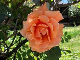 The softer shades of apricot blend beautifully with other roses and plants, whereas the brighter oranges and flame shades bring excitement and contrast to the border, creating a spectacular effect. Orange Roses Names Varieties Meaning And Symbolism Florgeous