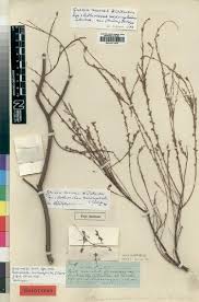 Image result for Agelanthus toroensis