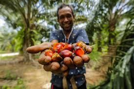 Bmp is the essence of the sustainable oil palm management a brief summary of the item is not. Making Palm Oil More Sustainable