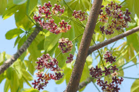 Image result for Sterculia quinqueloba