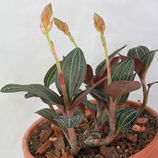 Jewel orchid flowers emerge in clusters along long stems that shoot out above the foliage. Ludisia Discolor Juwelorchidee