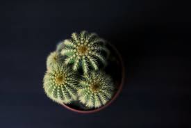 The top cactus is the colorful gymnocalycium mihanovichii cactus and the green lower cactus could be any cactus species. Hd Wallpaper Green Ball Cactus On Red Plant Pot Nature Tropical Desert Wallpaper Flare