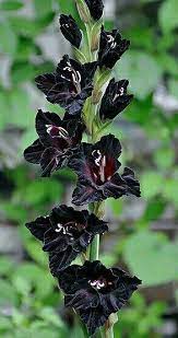 Pin By Emaleemarthiljohni On Gladiola Gladiolus Flower Unusual Flowers Beautiful Flowers