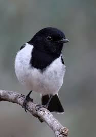Black Bird With White Chest And White Tipped Tail Pin On Birds Birds Birds