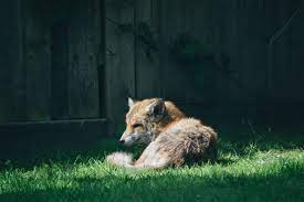 Check spelling or type a new query. How To Get Rid Of Foxes In Garden Express Co Uk