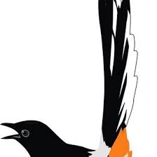 September 2017 / harga burung murai terbilang mahal yaitu bisa mencapai jutaan rupiah,. Gambar Burung Murai Batu Png Gambar Burung Kacer Oriental Magpie Robin Free Transparent Png Clipart Images Download Vector Lineart Burung Murai Batu Menggunakan Coreldraw Koraniyone
