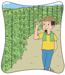 Paha ayam goreng berukuran jumbo picture of ayam goreng mbah cemplung bantul tripadvisor source. Petani Jagung Yang Cerdik Gurune Net