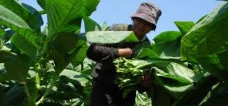 Mesin perajang daun tembakau merupakan sebuah alat atau mesin yang berfungsi untuk merajang daun tembakau, memudahkan proses pasca panen tembakau. Duh Tembakau Masih Menumpuk Belum Ada Pembeli Besar Republika Online