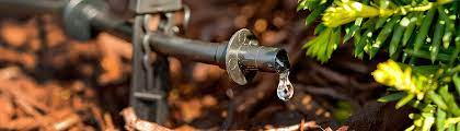 Preventing rather relieving moisture stress. Drip Irrigation Rain Bird