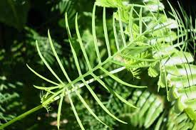 Image result for Ipomoea quamoclit