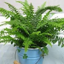 Maybe you would like to learn more about one of these? Ferns Pteridophytes Charming Flowers