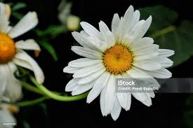 Image result for foto Kopretina