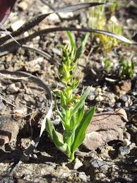 Image result for Brachycorythis buchananii
