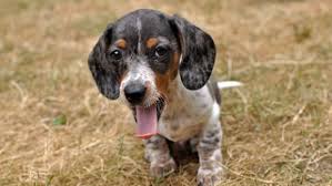 If your dog experiences contractions for longer than 30 minutes and you do not notice that her water has broken or she has delivered a puppy, contact your vet, as it could be a sign of complications. My Dog S Water Broke And There Are No Puppies Dog Discoveries