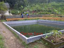 Budidaya Lele Sangkuriang Budidaya Pembesaran Lele Sangkuriang